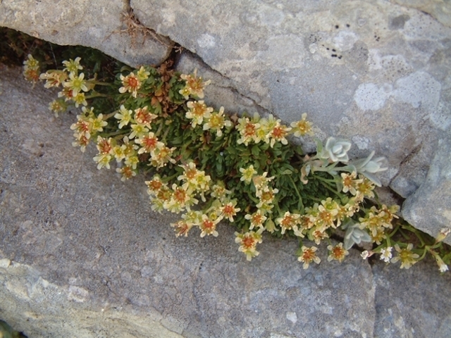 Saxifraga exarata subsp. ampullacea /  Sassifraga del Gran Sasso